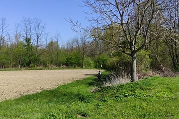 KT